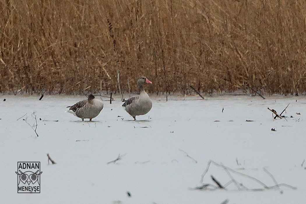Graylag Goose